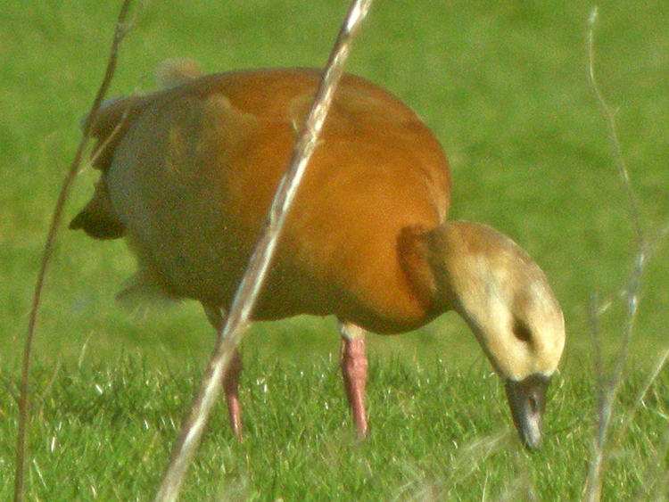 Egyptian Goose x Ruddy Shelduck hybrid